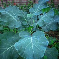 Collards, True Southern or Creole (80 Days), Heirloom