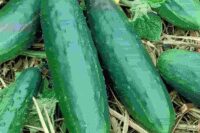 Cucumber, Spacemaster Bush (60 Days), Heirloom