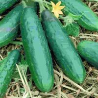 Cucumber, Spacemaster Bush (60 Days), Heirloom