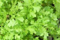 Cress, Curled (Peppergrass) (10 Days), Heirloom