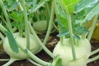 Kohlrabi