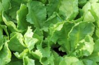 Endive