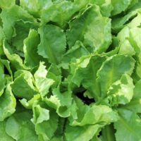Endive, Broad Leaved Batavian (80 Days), Heirloom