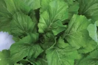 Mustard, Florida Broadleaf (50 Days), Heirloom