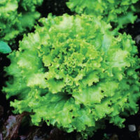 Lettuce, Grand Rapids (45 Days), Heirloom