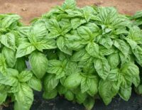 Basil, Italian Large Leaf (90 Days), Heirloom