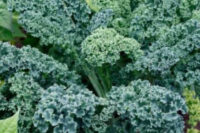 Kale, Blue Curled Vates (55 Days), Heirloom