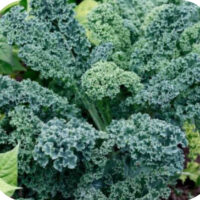 Kale, Blue Curled Vates (55 Days), Heirloom
