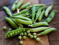 Pea, Knight (61 Days), Heirloom