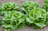 Lettuce, Buttercrunch (66 Days), Heirloom
