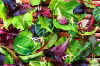 Lettuce, Spring Spinach Salad Mix, Heirloom