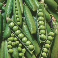 Pea, Wando (70 Days), Heirloom