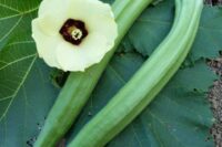 okra perkins long pod green