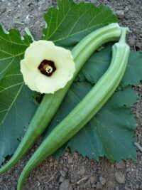 okra perkins long pod green