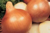 Onion Sets, Stuttgarter Imported (Onions will be shipped after March 25th, as temperature allows to prevent freezing)