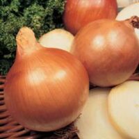 Onion Sets, Stuttgarter Imported (Onions will be shipped after March 25th, as temperature allows to prevent freezing)