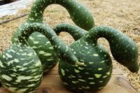 Gourd, Swan (Goose) (100 Days), Heirloom