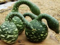 Gourd, Swan (Goose) (100 Days), Heirloom