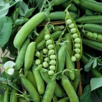 Pea, Sugar Ann (58 Days), Heirloom