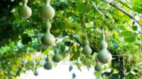 Gourd, Bird House (120 Days), Heirloom