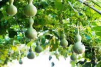 Gourd, Bird House (120 Days), Heirloom