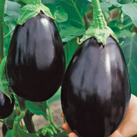 Eggplant, Black Beauty (80 Days), Heirloom