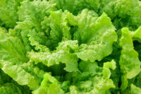 Lettuce, Black Seeded Simpson (44 Days), Heirloom
