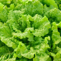 Lettuce, Black Seeded Simpson (44 Days), Heirloom
