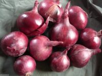 Onion, Red Burgundy (110 Days), Heirloom