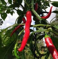 Pepper, Cayenne, Long Red (75 Days), Heirloom