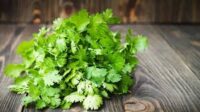 Coriander (Cilantro) (45 Days), Heirloom