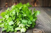 Coriander (Cilantro) (45 Days), Heirloom