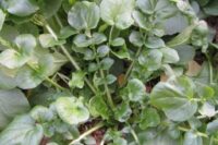 Cress, Upland (45 Days), Heirloom