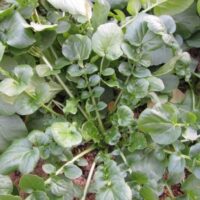 Cress, Upland (45 Days), Heirloom