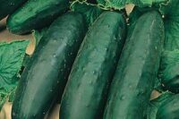 Cucumber, Marketmore 76 (65 Days), Heirloom