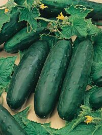 Cucumber, Marketmore 76 (65 Days), Heirloom