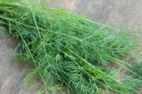 Dill, Long Island Mammoth (70 Days), Heirloom