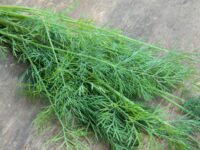 Dill, Long Island Mammoth (70 Days), Heirloom