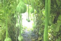 Gourd, Dipper (110 Days), Heirloom