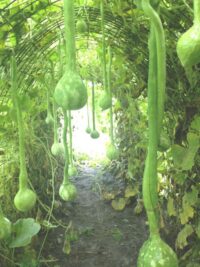 Gourd, Dipper (110 Days), Heirloom