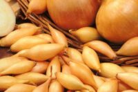 Onion Sets, Stuttgarter Domestic