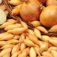Onion Sets, Stuttgarter Domestic