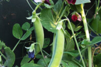 Pea, Dwarf Grey Sugar (65 Days), Heirloom