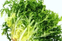 Endive, Green Curled (75-80 Days), Heirloom
