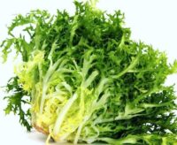 Endive, Green Curled (75-80 Days), Heirloom