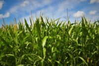 Field Corn, C081GT (81 Days)