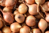 Onion Sets, Globe