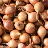 Onion Sets, Globe