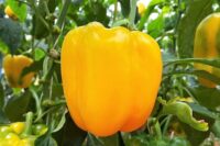 Pepper, Gold California Wonder (72 Days), Heirloom