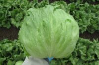 Lettuce, Great Lakes (90 Days), Heirloom